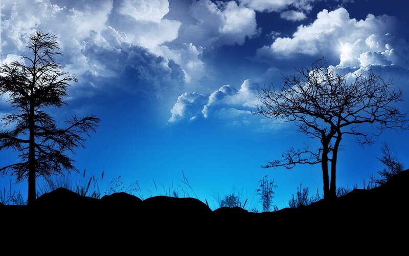 Silhouetted trees under cloudy sky
