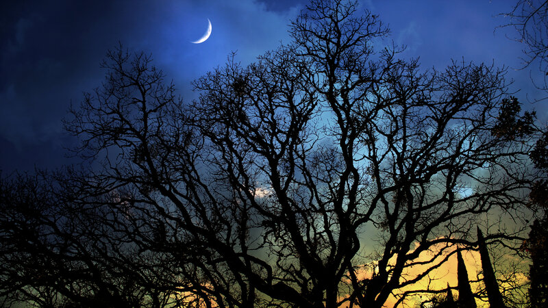 Silhouetted Trees under Moon — Blue, Dramatic, Night, Photograph