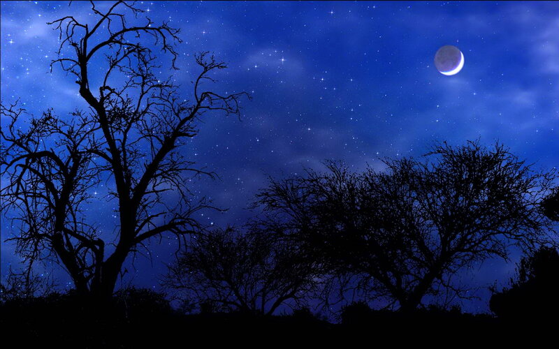 Silhouetted Trees under Moon — Blue, Serene, Night, Digital Art