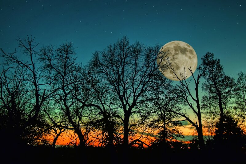 Silhouetted Trees under Moon — Blue, Serene