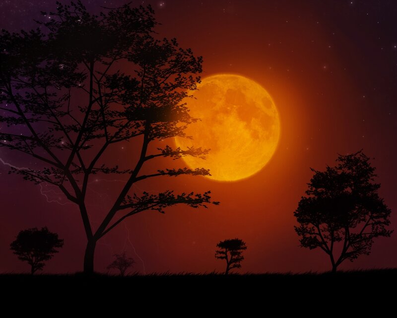 Silhouetted Trees under Moon — Orange