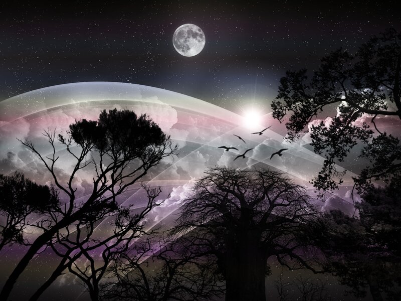 Silhouetted Trees under Moon