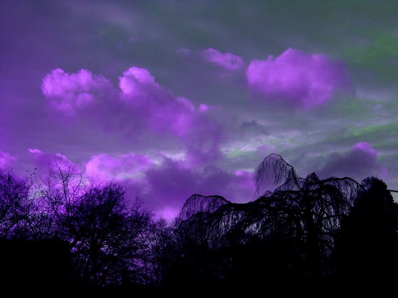 Silhouetted Trees under Purple Sky