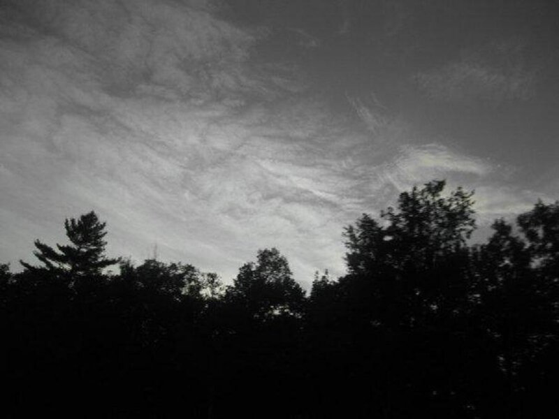 Silhouetted Trees under Sky — Black