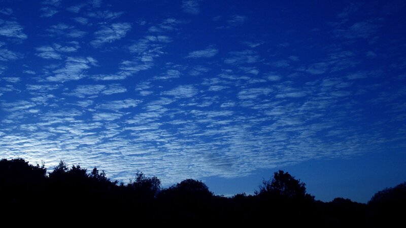 Silhouetted Trees under Sky — Blue, Serene