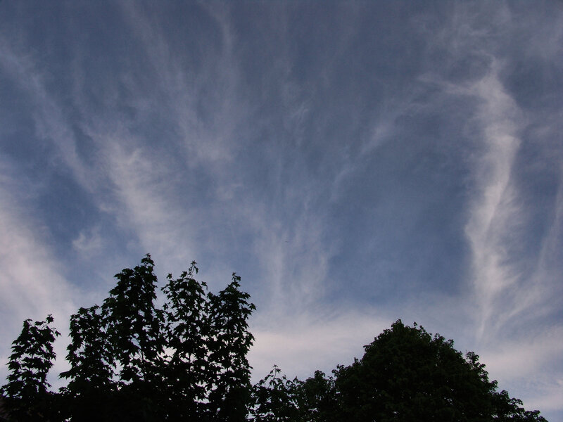 Silhouetted Trees under Sky — Blue