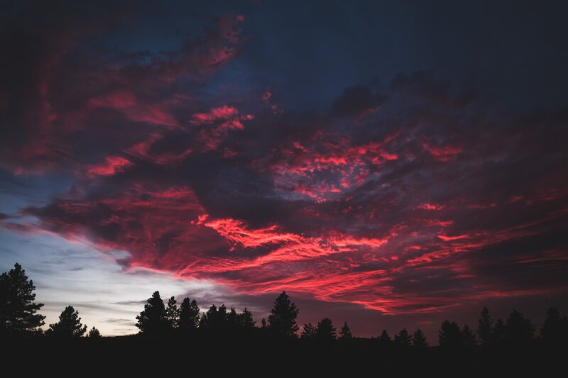 Silhouetted Trees under Sky — Red