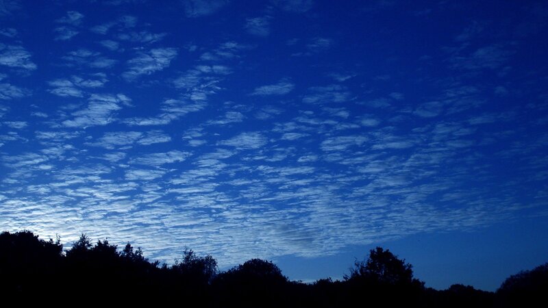 Silhouetted Trees under Sky — Serene