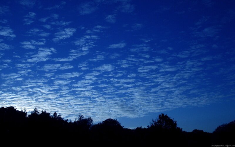 Silhouetted Trees under Sky