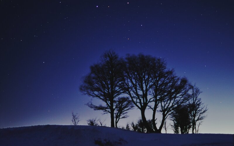 Silhouetted trees under starry sky