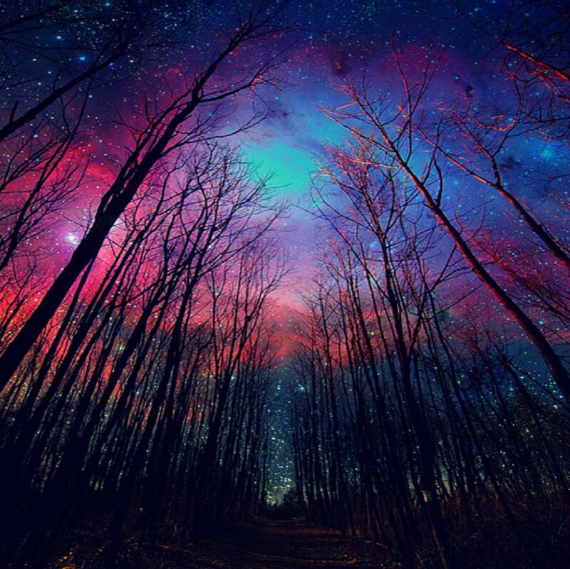 Silhouetted Trees under Starry Sky — Purple