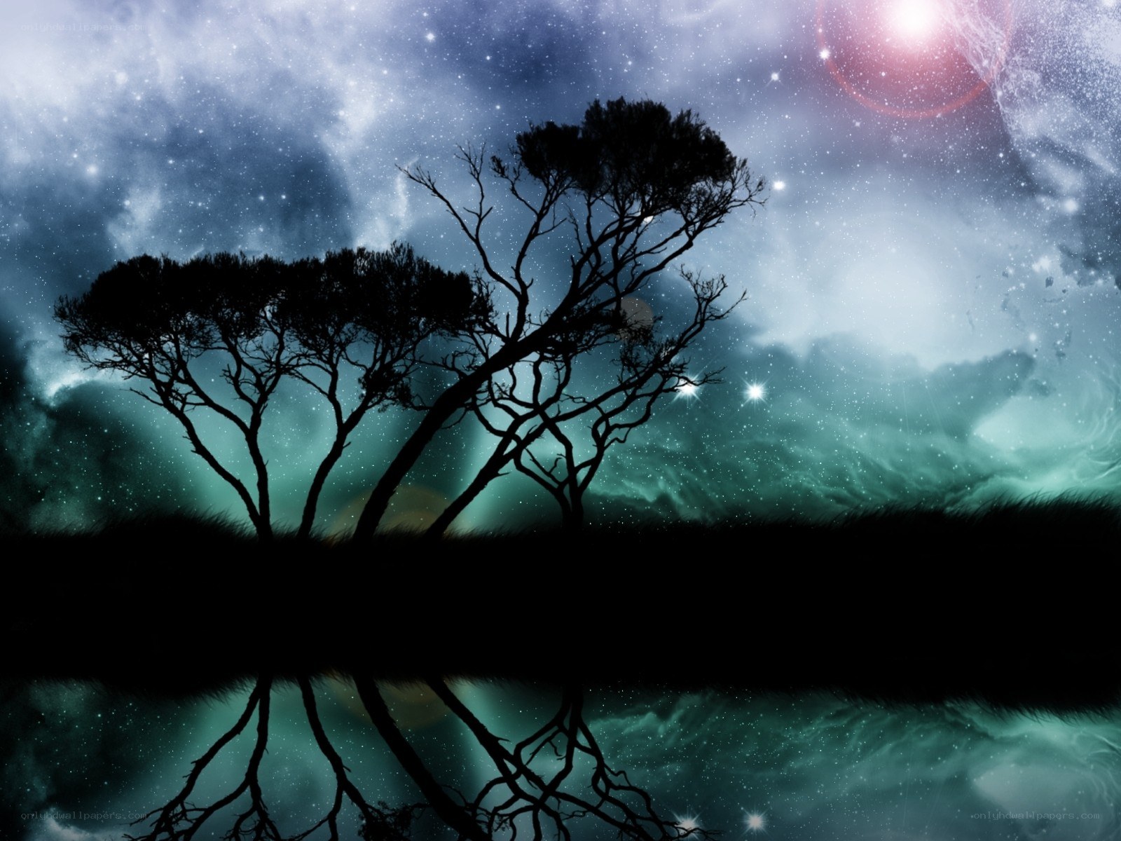 Silhouetted trees under starry sky
