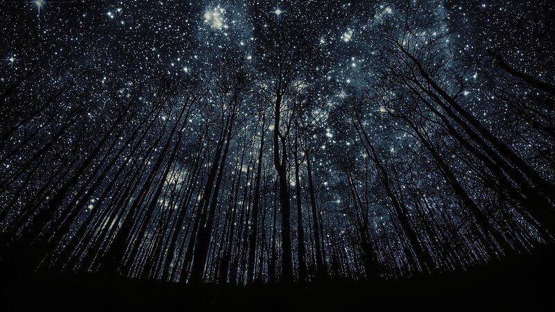 Silhouetted Trees under Stars — Black, Serene, Night, Digital Art