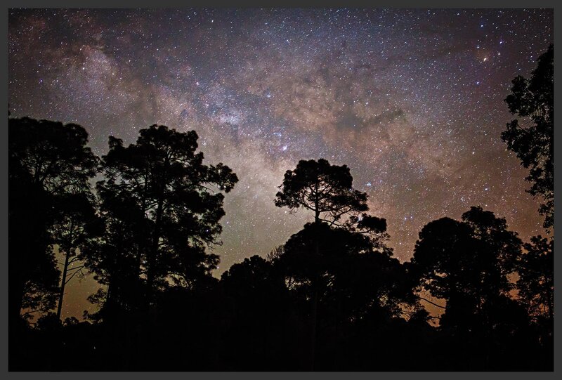 Silhouetted Trees under Stars — Black, Serene, Night, Photograph, Milky Way