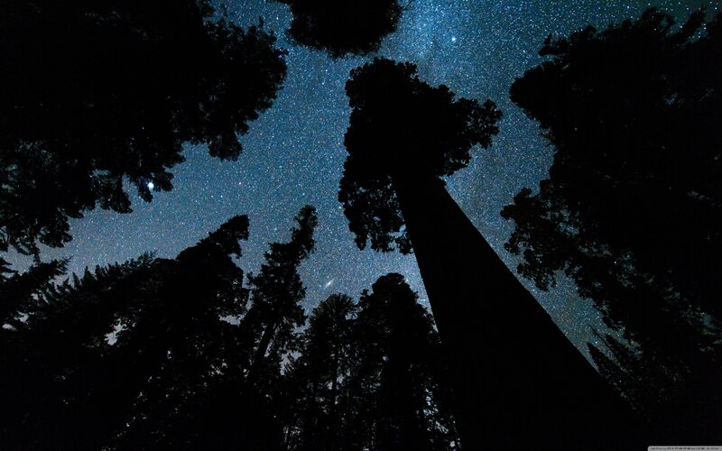 Silhouetted Trees under Stars — Black, Serene, Night, Photograph, Night Sky