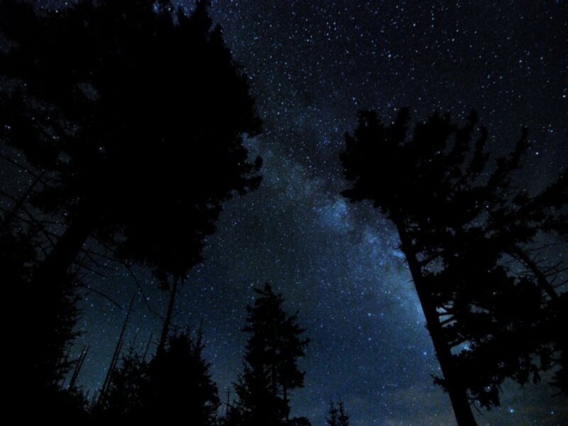 Silhouetted Trees under Stars — Black, Serene