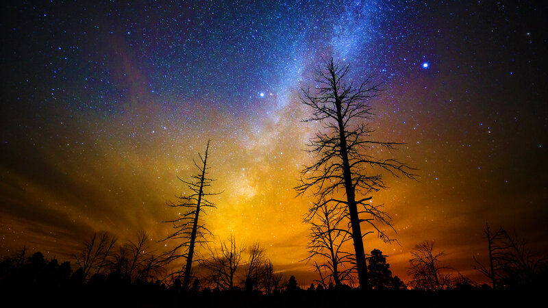 Silhouetted Trees under Stars — Blue, Dramatic