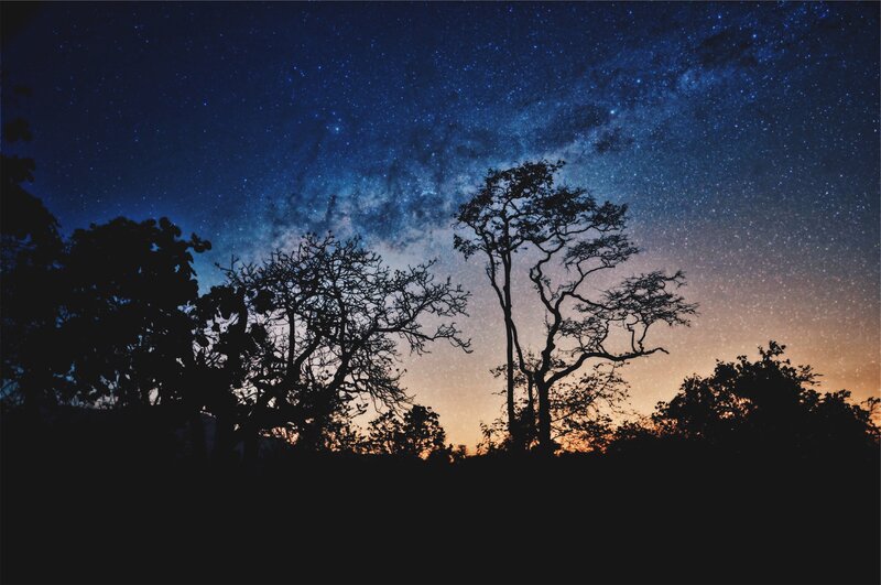 Silhouetted Trees under Stars — Blue, Serene, Night, Photograph, Milky Way