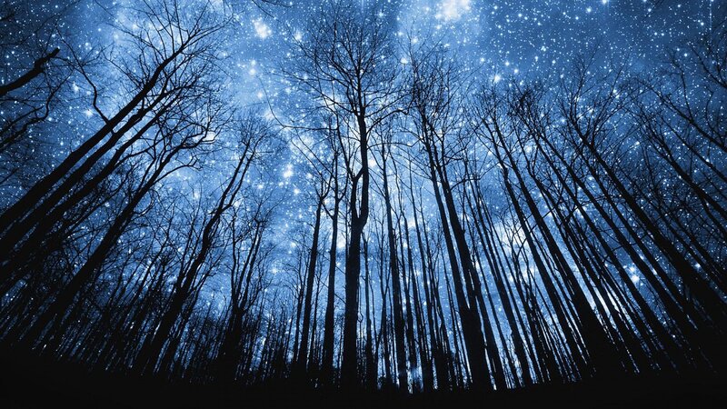 Silhouetted Trees under Stars — Blue, Serene, Night, Photograph, Night Sky