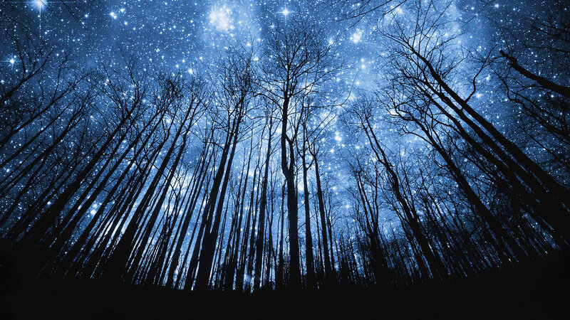 Silhouetted Trees under Stars — Blue, Serene, Night