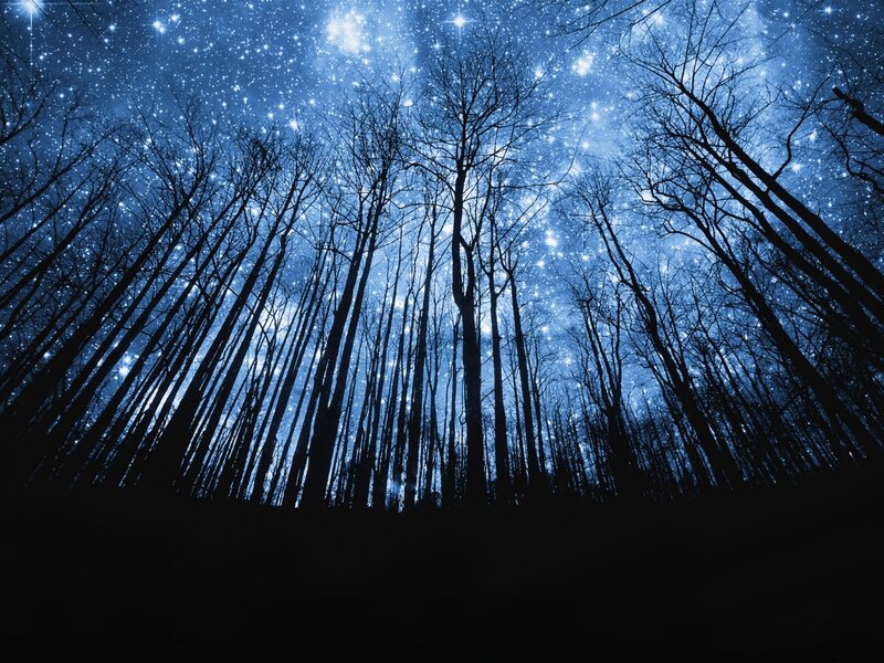 Silhouetted Trees under Stars — Blue, Serene