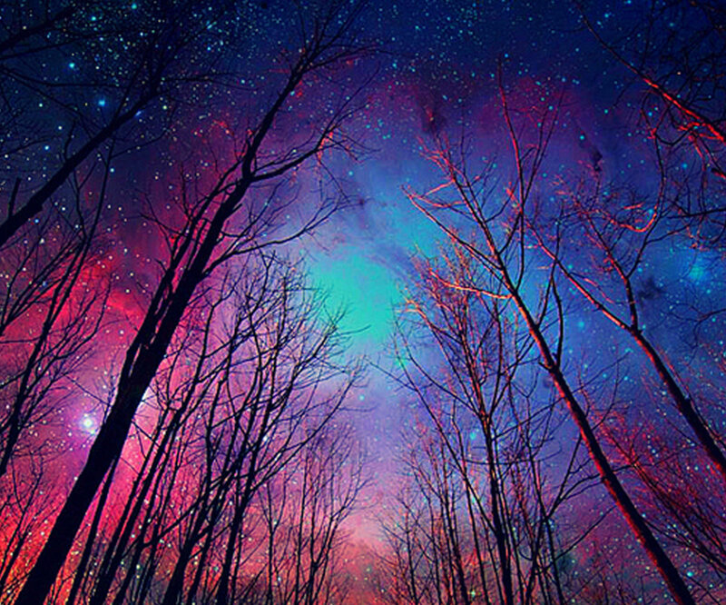 Silhouetted Trees under Stars — Purple, Cosmic