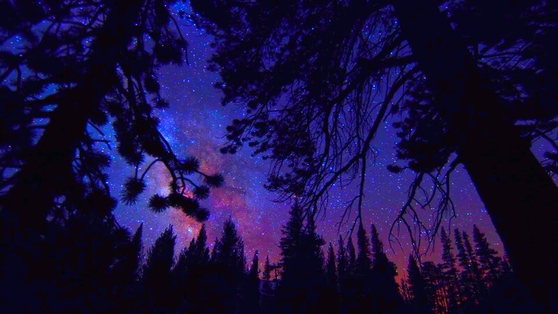 Silhouetted Trees under Stars — Purple