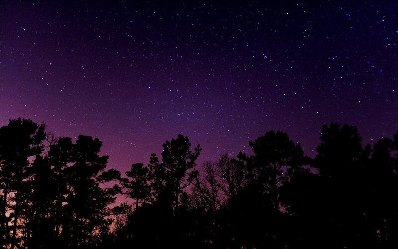 Silhouetted Trees under Stars