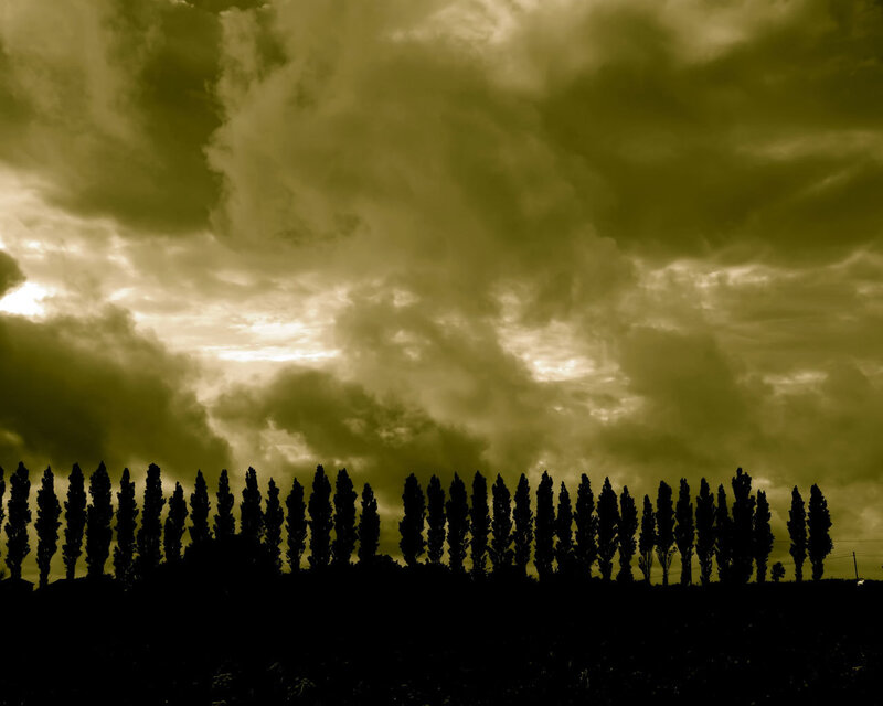 Silhouetted trees under stormy sky
