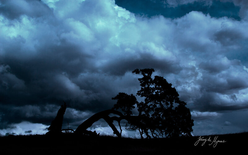 Silhouetted Trees under Stormy Sky — Blue, Dramatic