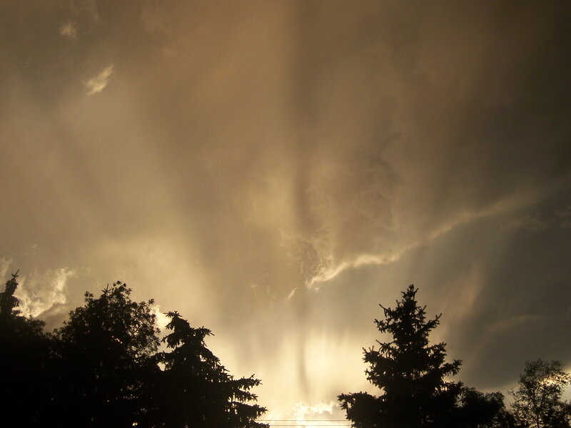 Silhouetted Trees under Stormy Sky — Brown, Dramatic