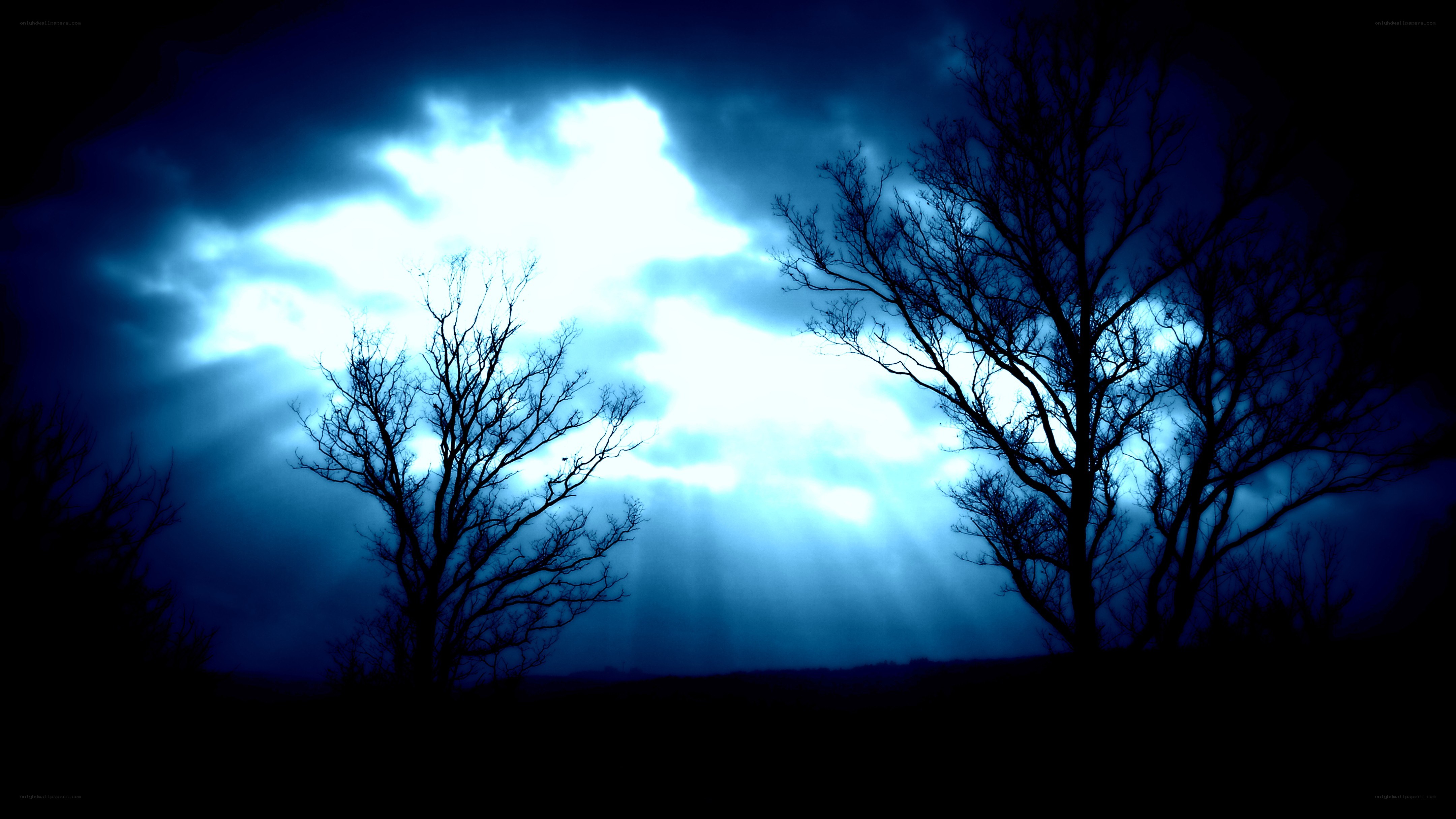 Silhouetted trees under stormy sky