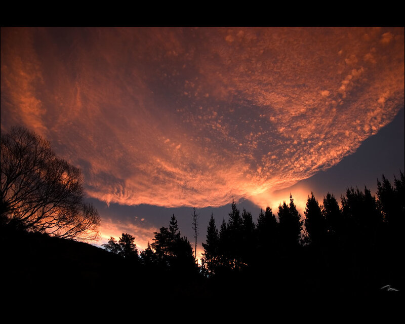 Silhouetted Trees under Sunset