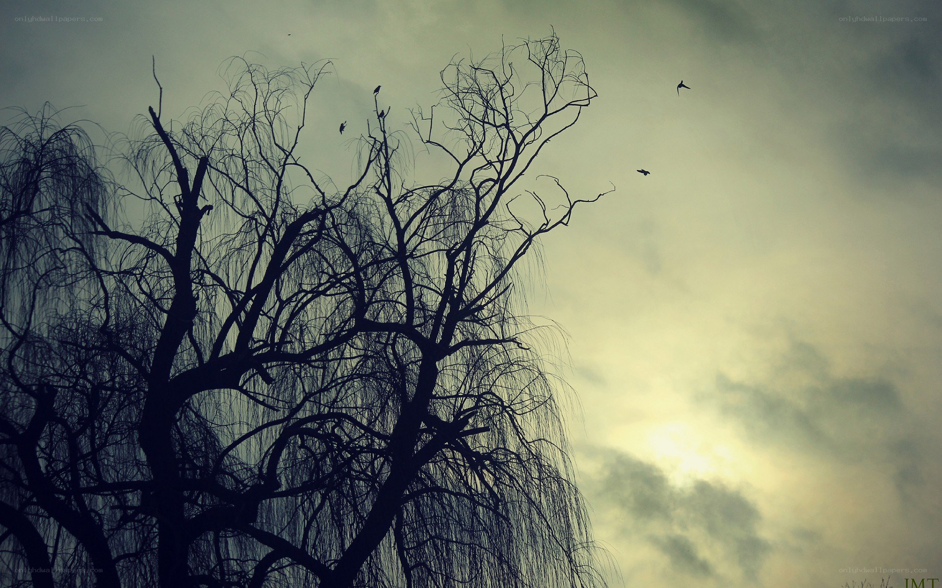 Silhouetted trees with birds