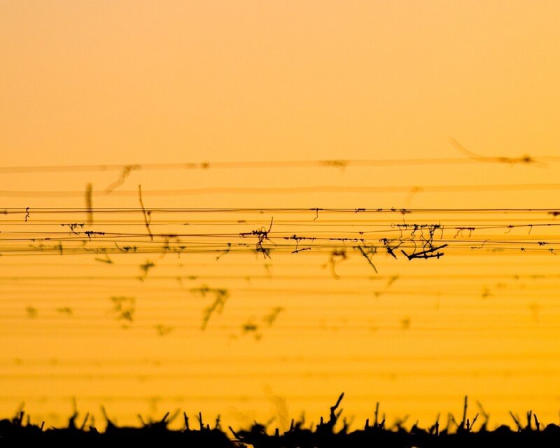 Silhouetted vines at sunset