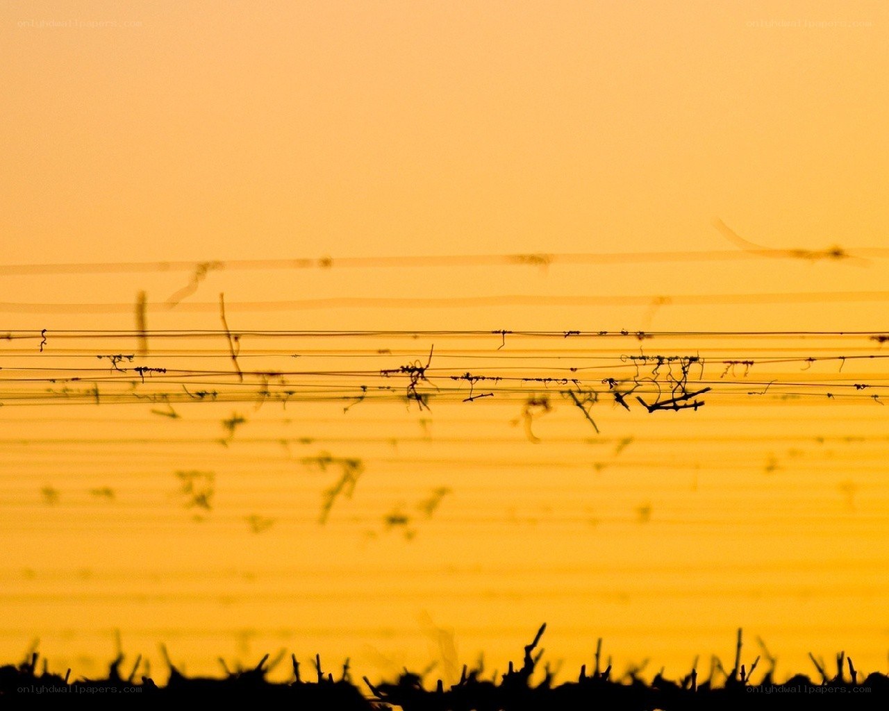 Silhouetted vines at sunset