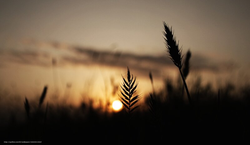 Silhouetted Wheat Stalks — Orange