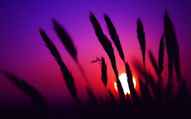 Silhouetted Wheat Stalks