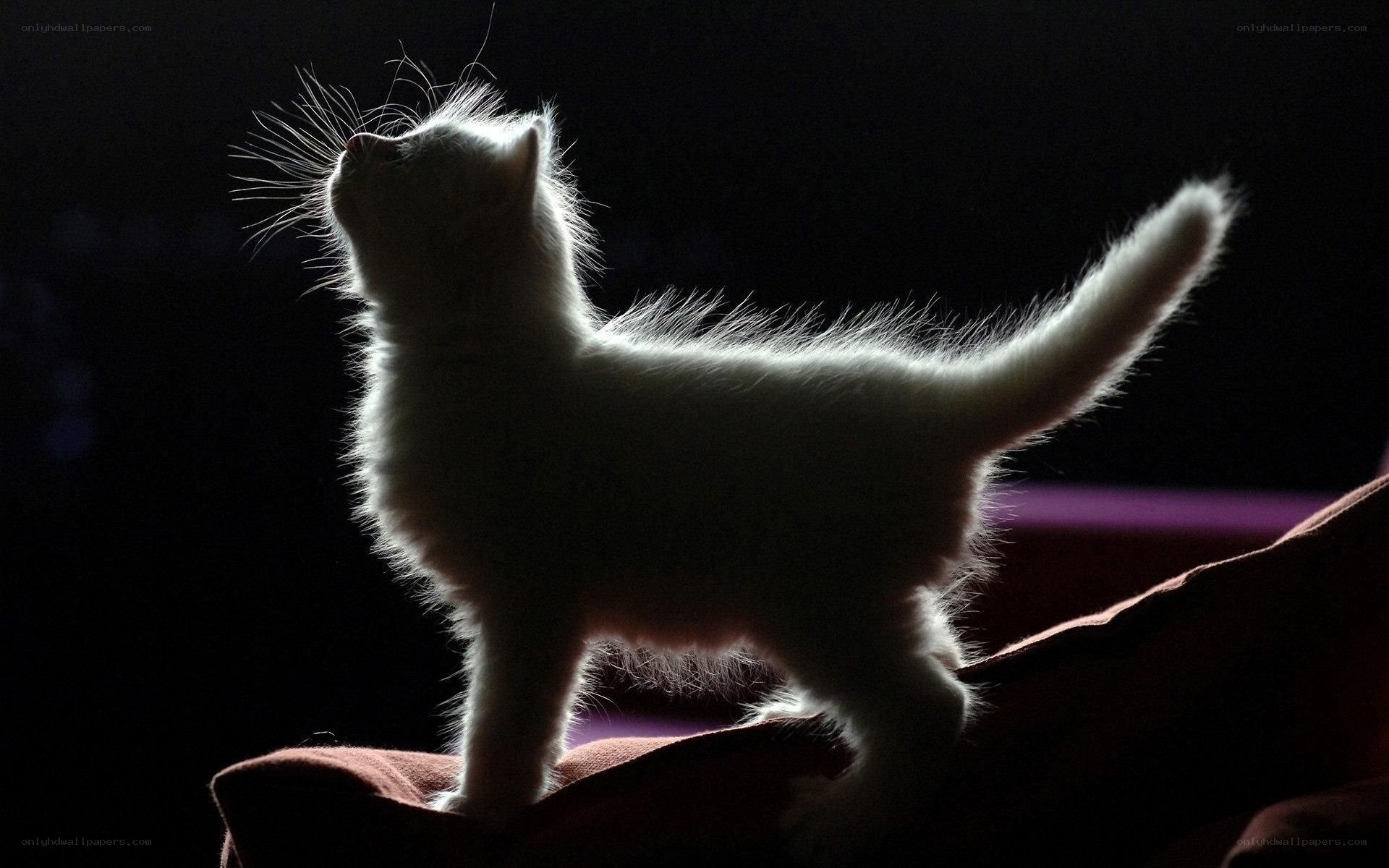 silhouetted white kitten