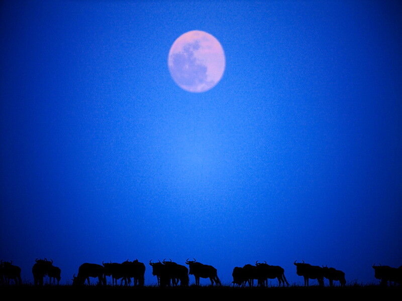 Silhouetted Wildebeest Herd