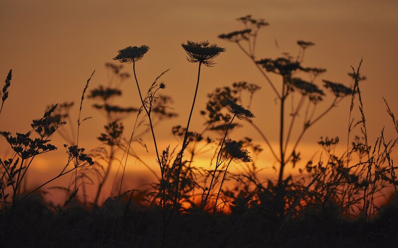 Silhouetted wildflowers at sunset