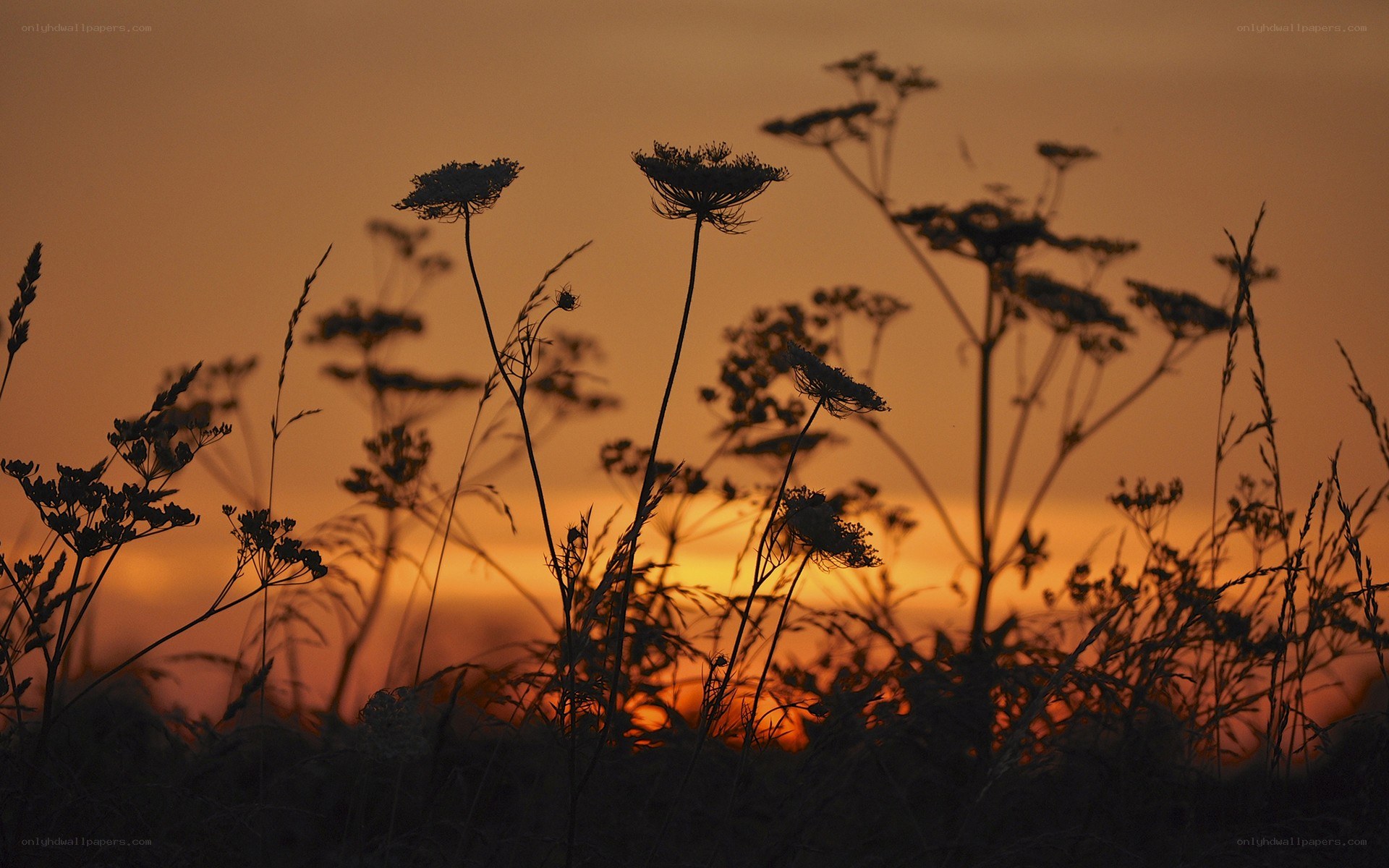 Silhouetted wildflowers at sunset
