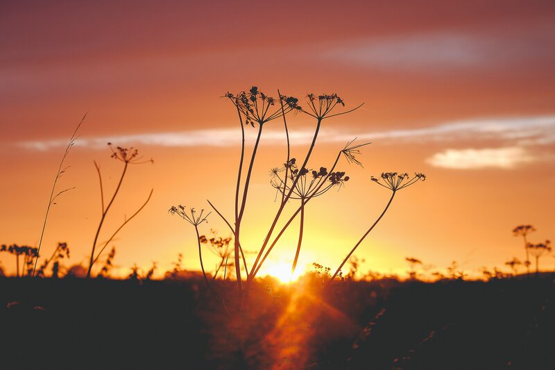 Silhouetted Wildflowers — Orange, Serene, Sunset