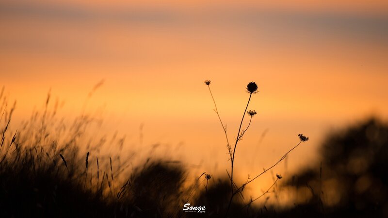 Silhouetted Wildflowers — Orange, Serene