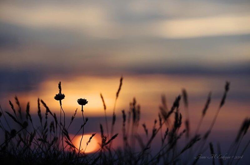 Silhouetted Wildflowers — Orange