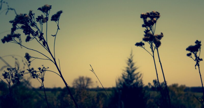 Silhouetted Wildflowers