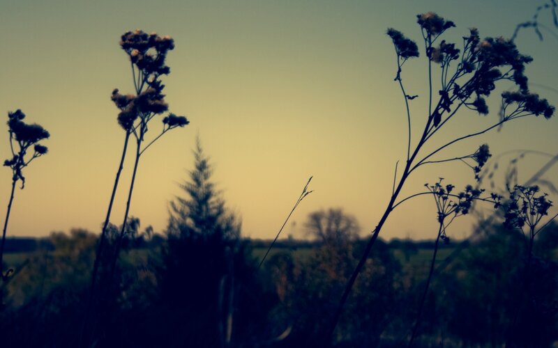 Silhouetted Wildflowers — Yellow, Serene