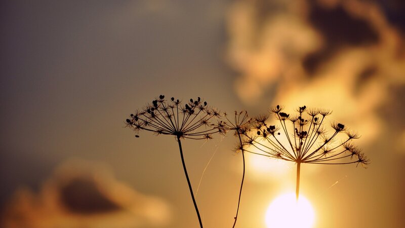 Silhouetted Wildflowers — Yellow