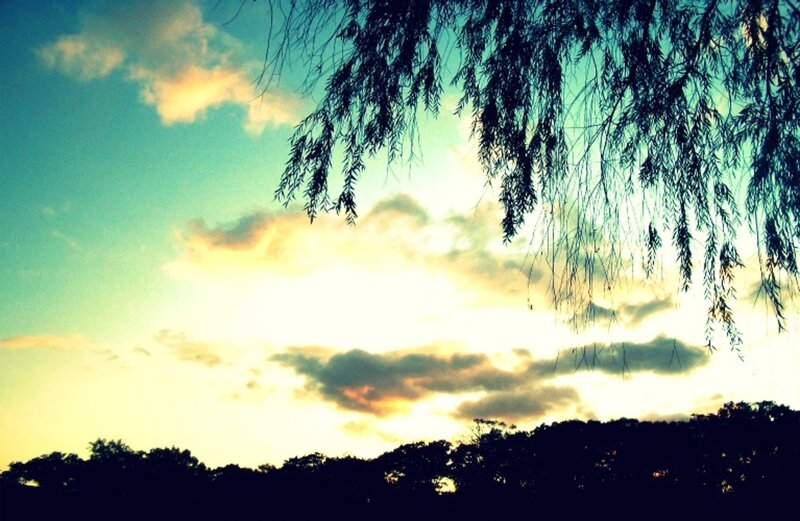 Silhouetted Willow Branches — Blue
