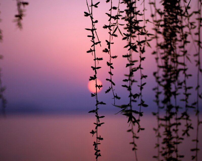 Silhouetted Willow Branches — Pink, Serene